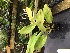  (Trichopilia olmosii - ORDNA00310)  @11 [ ] Copyright (2019) Unspecified Atlanta Botanical Garden