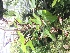  (Gongora chocoensis - ORDNA00216)  @11 [ ] Copyright (2019) Unspecified Atlanta Botanical Garden