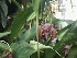  (Pleurothallis adeleae - ORDNA00225)  @11 [ ] Copyright (2019) Unspecified Atlanta Botanical Garden