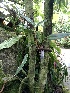  ( - KB235)  @11 [ ] Copyright (2016) Kylie Bucalo Atlanta Botanical Garden