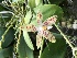  (Phalaenopsis pallens - ORDNA00259)  @11 [ ] Copyright (2019) Unspecified Atlanta Botanical Garden