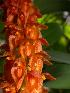  (Bulbophyllum cupreum - ORDNA00370)  @11 [ ] Copyright (2019) Unspecified Atlanta Botanical Garden