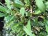  (Bulbophyllum sibuyanense - ORDNA00373)  @11 [ ] Copyright (2019) Unspecified Atlanta Botanical Garden