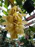  (Acineta chrysantha - ORDNA00574)  @11 [ ] Copyright (2019) Unspecified Atlanta Botanical Garden