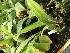  (Peristeria guttata - ORDNA00582)  @11 [ ] Copyright (2019) Unspecified Atlanta Botanical Garden
