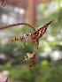  (Gongora grossa - ORDNA00586)  @11 [ ] Copyright (2019) Unspecified Atlanta Botanical Garden