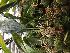  (Stanhopea graveolens - ORDNA00596)  @11 [ ] Copyright (2019) Unspecified Atlanta Botanical Garden