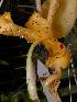  (Stanhopea frymirei - ORDNA00598)  @11 [ ] Copyright (2019) Unspecified Atlanta Botanical Garden