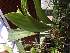  (Stanhopea florida - ORDNA00623)  @11 [ ] Copyright (2019) Unspecified Atlanta Botanical Garden