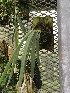 (Aeranthes peyrotii - ORDNA00652)  @11 [ ] Copyright (2019) Unspecified Atlanta Botanical Garden