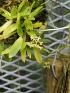  (Angraecopsis parviflora - ORDNA00659)  @11 [ ] Copyright (2019) Unspecified Atlanta Botanical Garden