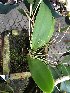  (Trichocentrum - ORDNA00663)  @11 [ ] Copyright (2019) Unspecified Atlanta Botanical Garden