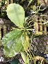  (Phalaenopsis micholitzii - ORDNA00665)  @11 [ ] Copyright (2019) Unspecified Atlanta Botanical Garden