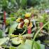  (Phalaenopsis fuscata - ORDNA00675)  @11 [ ] Copyright (2019) Unspecified Atlanta Botanical Garden