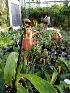  (Paphiopedilum sanderianum - ORDNA00678)  @11 [ ] Copyright (2019) Unspecified Atlanta Botanical Garden
