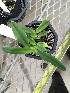  (Paphiopedilum primulinum - ORDNA00679)  @11 [ ] Copyright (2019) Unspecified Atlanta Botanical Garden