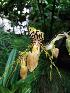  (Paphiopedilum glanduliferum - ORDNA00680)  @11 [ ] Copyright (2019) Unspecified Atlanta Botanical Garden