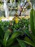  (Paphiopedilum philippinense - ORDNA00682)  @11 [ ] Copyright (2019) Unspecified Atlanta Botanical Garden