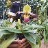  (Paphiopedilum glaucophyllum - ORDNA00683)  @11 [ ] Copyright (2019) Unspecified Atlanta Botanical Garden