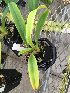  (Paphiopedilum lowii - ORDNA00684)  @11 [ ] Copyright (2019) Unspecified Atlanta Botanical Garden