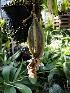  (Coryanthes leucocorys - ORDNA00687)  @11 [ ] Copyright (2019) Unspecified Atlanta Botanical Garden