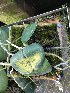  (Phalaenopsis amabilis - ORDNA00688)  @11 [ ] Copyright (2019) Unspecified Atlanta Botanical Garden