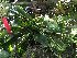  (Phalaenopsis bastianii - ORDNA00690)  @11 [ ] Copyright (2019) Unspecified Atlanta Botanical Garden