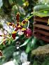  (Phalaenopsis mannii - ORDNA00695)  @11 [ ] Copyright (2019) Unspecified Atlanta Botanical Garden