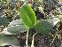  (Phalaenopsis aphrodite - ORDNA00696)  @11 [ ] Copyright (2019) Unspecified Atlanta Botanical Garden