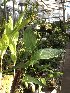  (Sobralia powellii - ORDNA00701)  @11 [ ] Copyright (2019) Unspecified Atlanta Botanical Garden