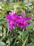 (Cattleya bowringiana - ORDNA00709)  @11 [ ] Copyright (2019) Unspecified Atlanta Botanical Garden