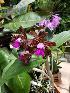  (Cattleya tigrina - ORDNA00710)  @11 [ ] Copyright (2019) Unspecified Atlanta Botanical Garden