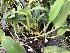  (Cattleya intermedia - ORDNA00713)  @11 [ ] Copyright (2019) Unspecified Atlanta Botanical Garden
