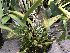  (Cattleya percivaliana - ORDNA00715)  @11 [ ] Copyright (2019) Unspecified Atlanta Botanical Garden