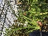 (Oncidium ensatum - ORDNA00254)  @11 [ ] Copyright (2019) Unspecified Atlanta Botanical Garden