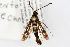  (Synanthedon bibionipennis - CSU-CPG-LEP001054)  @14 [ ] CreativeCommons - Attribution (2009) Unspecified Unspecified