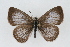  (Celastrina nigra - CSU-CPG-LEP001241)  @14 [ ] CreativeCommons - Attribution (2009) Unspecified Unspecified