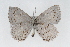  (Celastrina idella - CSU-CPG-LEP001243)  @14 [ ] CreativeCommons - Attribution (2009) Unspecified Unspecified
