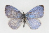  (Celastrina neglectamajor - CSU-CPG-LEP001253)  @14 [ ] CreativeCommons - Attribution (2009) Unspecified Unspecified