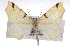  (Neoterpes trianguliferata - CSU-CPG-LEP001620)  @15 [ ] CreativeCommons - Attribution (2009) Unspecified Unspecified