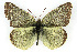  (Colias behrii - CSU-CPG-LEP001839)  @14 [ ] CreativeCommons - Attribution (2009) Unspecified Unspecified