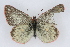 (Colias behrii - CSU-CPG-LEP001843)  @14 [ ] CreativeCommons - Attribution (2009) Unspecified Unspecified