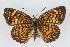  (Phyciodes graphica - CSU-CPG-LEP001897)  @14 [ ] CreativeCommons - Attribution (2009) Unspecified Unspecified