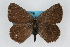  (Satyrium fuliginosa albolineatum - CSU-CPG-LEP001946)  @13 [ ] CreativeCommons - Attribution (2009) Unspecified Unspecified