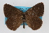  (Satyrium fuliginosa tildeni - CSU-CPG-LEP001947)  @13 [ ] CreativeCommons - Attribution (2009) Unspecified Unspecified