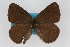  (Satyrium fuliginosum - CSU-CPG-LEP001949)  @11 [ ] CreativeCommons - Attribution (2009) Unspecified Unspecified