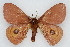  (Automeris patagoniensis - CSU-CPG-LEP002253)  @14 [ ] CreativeCommons - Attribution (2009) Unspecified Colorado State University