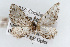  (Eupithecia zelmira - CSU-CPG-LEP002296)  @14 [ ] CreativeCommons - Attribution (2009) Unspecified Colorado State University