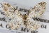  (Eupithecia tenuata - CSU-CPG-LEP002299)  @14 [ ] CreativeCommons - Attribution (2009) Unspecified Colorado State University