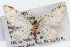 (Eupithecia niveifascia - CSU-CPG-LEP002306)  @15 [ ] CreativeCommons - Attribution (2009) Unspecified Colorado State University